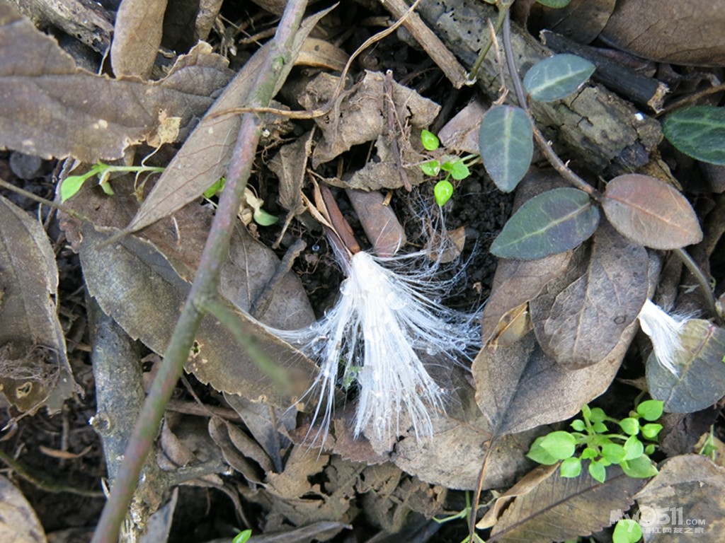 15.12.6丫髻山穿越成功 - 菜菜鸟户外 - 梦溪论坛 镇江,时事,招聘,求