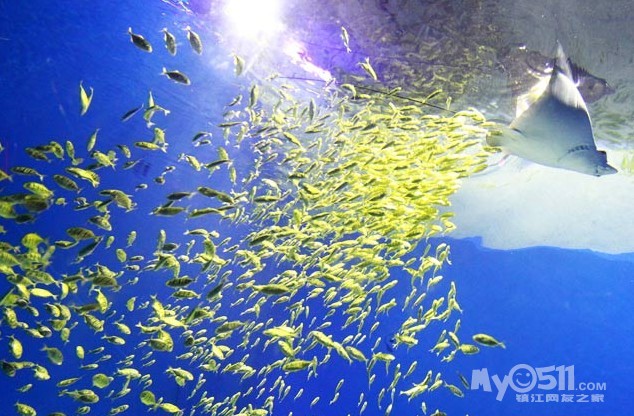 春节自组团:上海长风海洋馆、汽车博物馆及辰