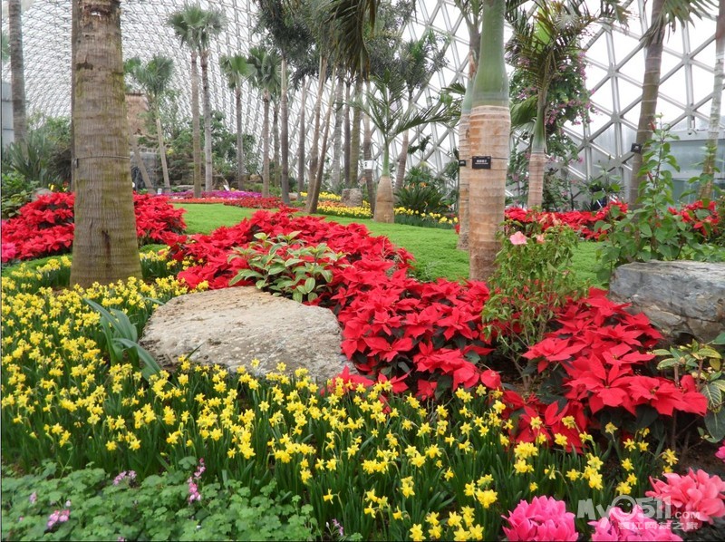 春节自组团:上海长风海洋馆、汽车博物馆及辰