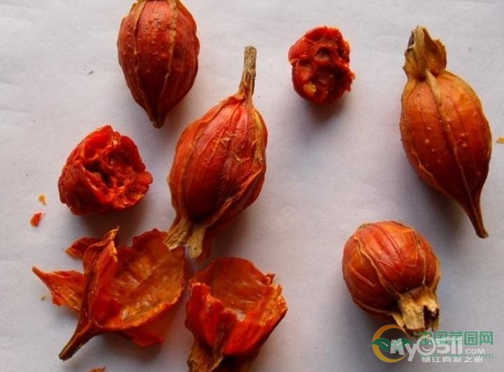 长的像栀子花,结的红的果,这是什么花?