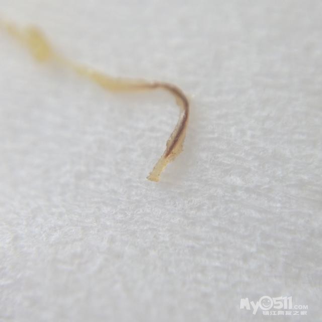 什么样的猪肉有绦虫 1602031446382d656ea64be149.jpg