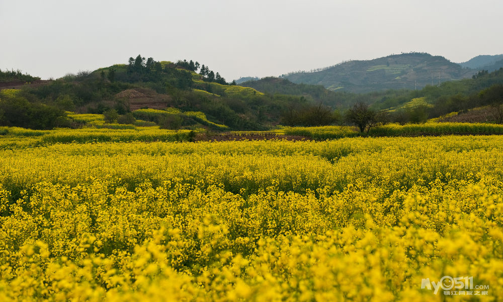 安徽石潭賞油菜花,新安江山水畫廊二日遊 3月26日鐵發 還有最後一間