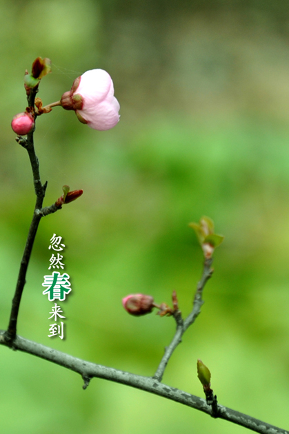 老谢影像之《忽然春来到》