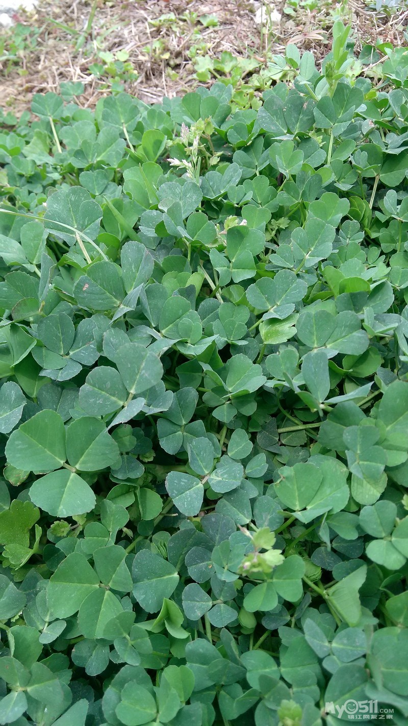 秧草- 饮食男女 - 梦溪论坛 镇江,时事,招聘,求职