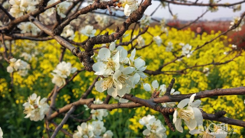今天去了高资的樱花园