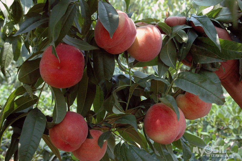 又大又红的苏北突围桃预售