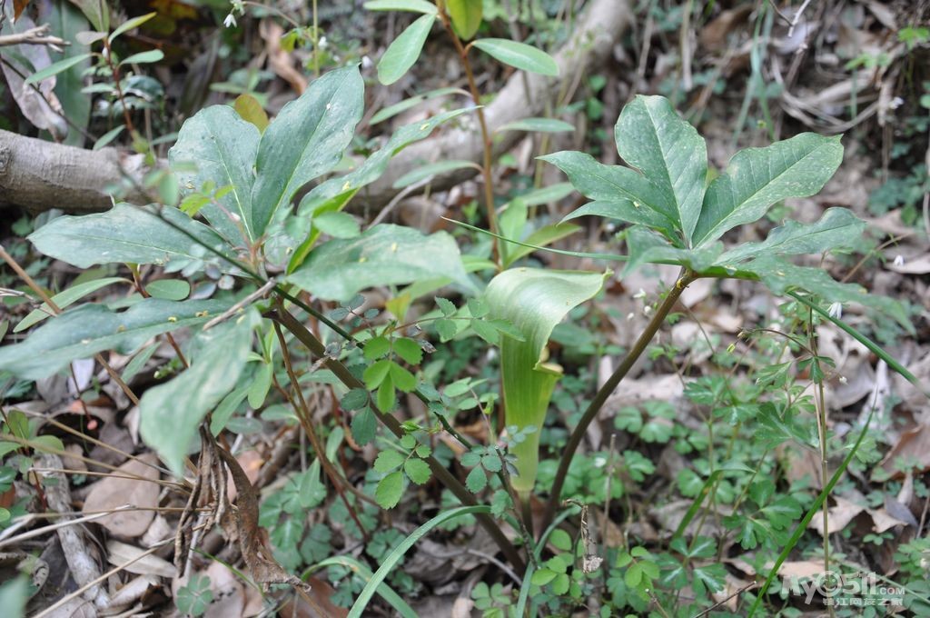 天蓝星(音)据飞兔介绍是治蛇伤的草药