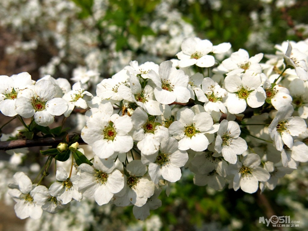 单瓣李叶绣线菊