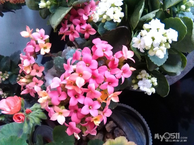 (小陈学种花 ) 长寿花------记录