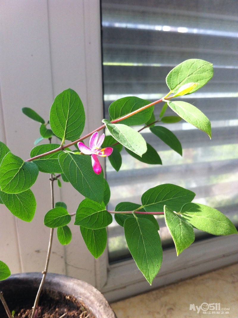 忍冬——用什么来形容你的姿态