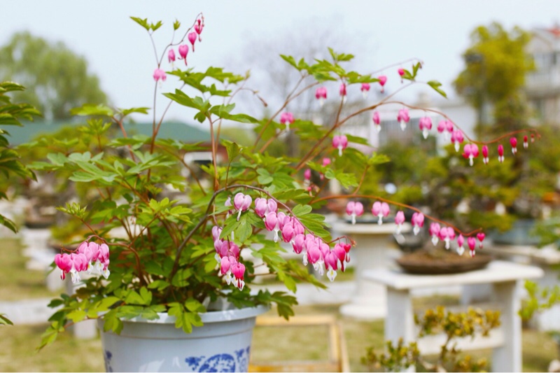 03 游 国色盆景园  闲逛滨水路 走进国色盆景园  荷包牡丹最唯喜爱