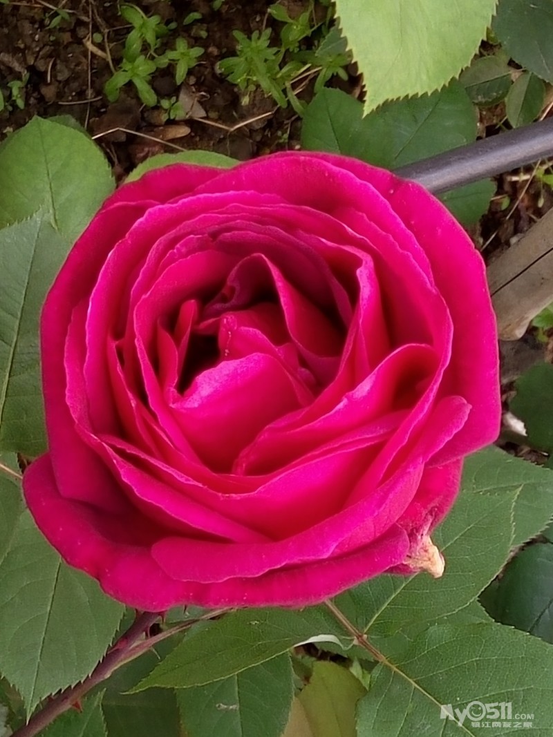 我家的月季开了