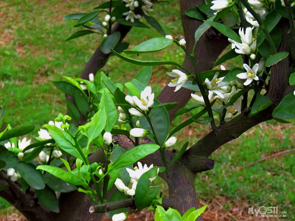 橘子树开花