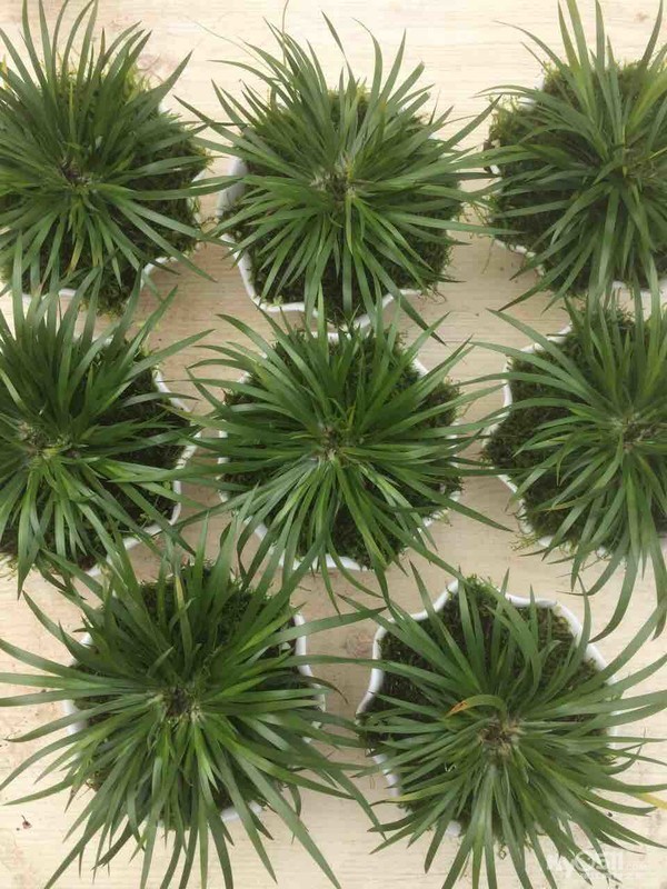 03 镇江专业销售种植各类菖蒲