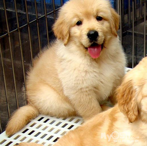 温顺可爱的小金毛,绝对是你喜欢的范儿,狗狗很健康