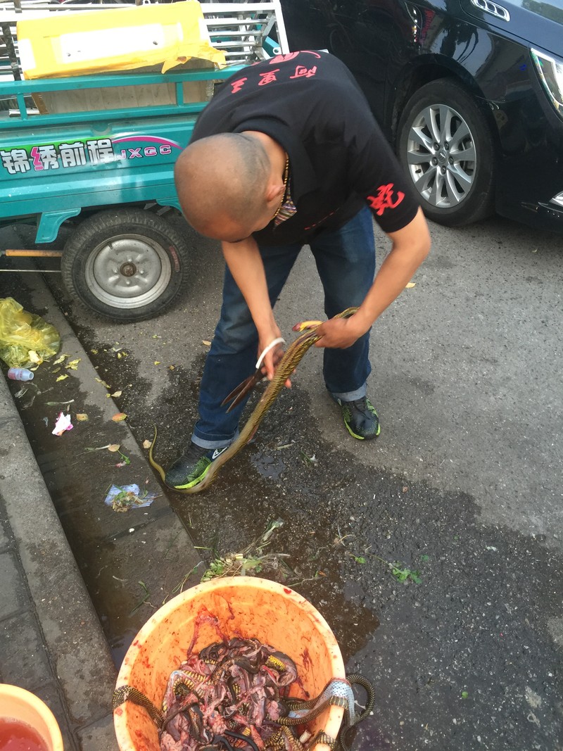 这一条大一点,光头男很熟练的在剥蛇皮