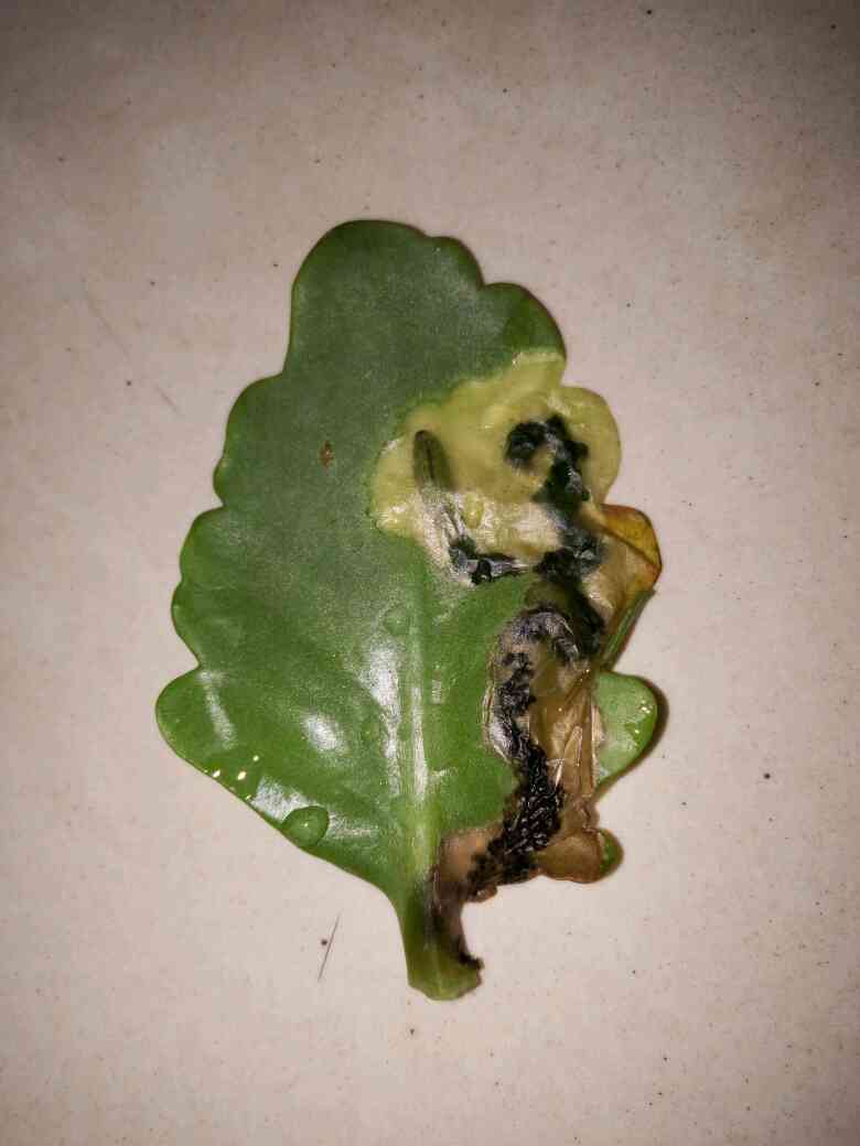 长寿叶片生虫,怎么治,请老师指教