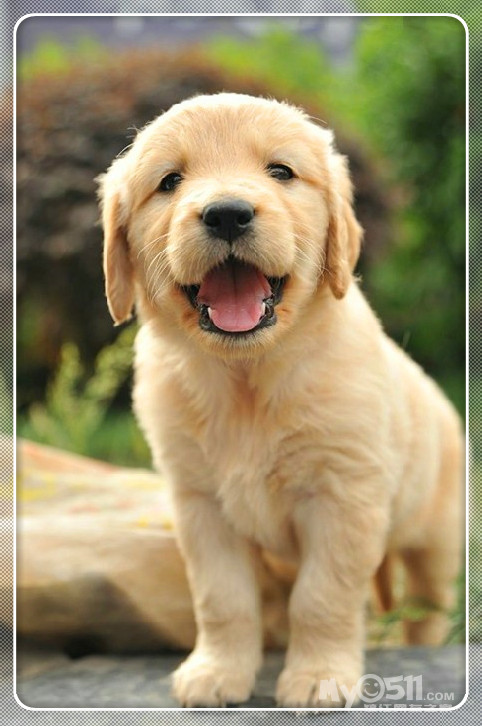 自家繁殖的一窝宽嘴大头纯种金毛犬出售,疫苗驱虫已做,签健康协议