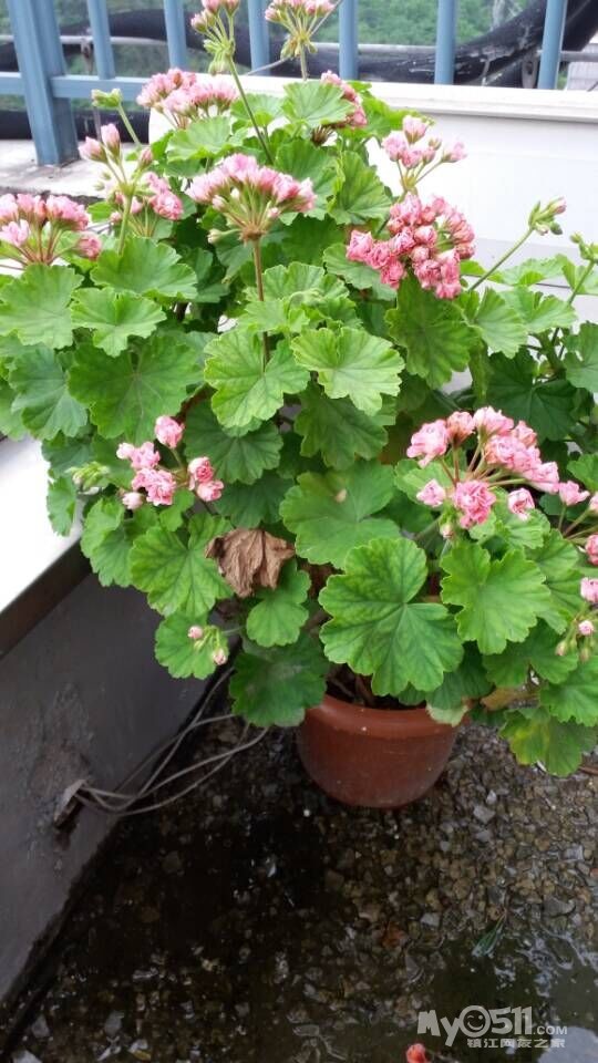 转天竺葵粉碗,大棵,超大棵