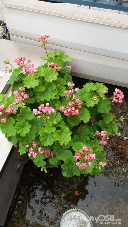 转天竺葵粉碗,大棵,超大棵