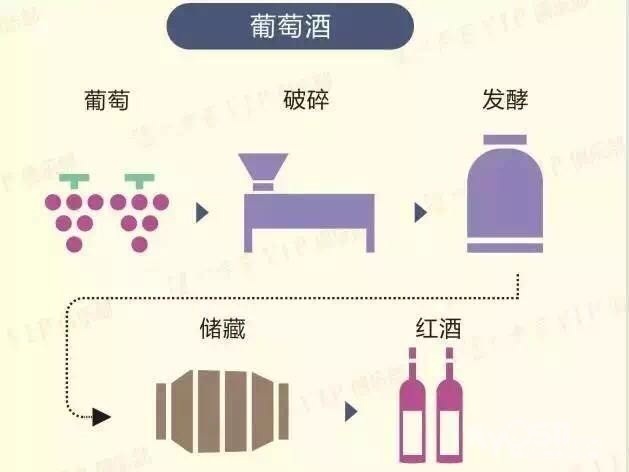 菊花酒制作方法图片