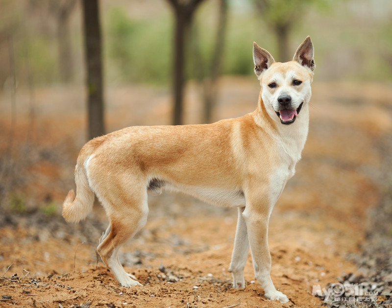我们在等你回家 请帮助我们寻找这只迷路的汪星人beck - 猫狗总动员