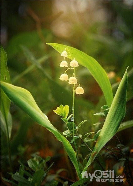 79舞悦东方79冠军导师宁佐寒and文化研究者李木晓9月3日相约镇江