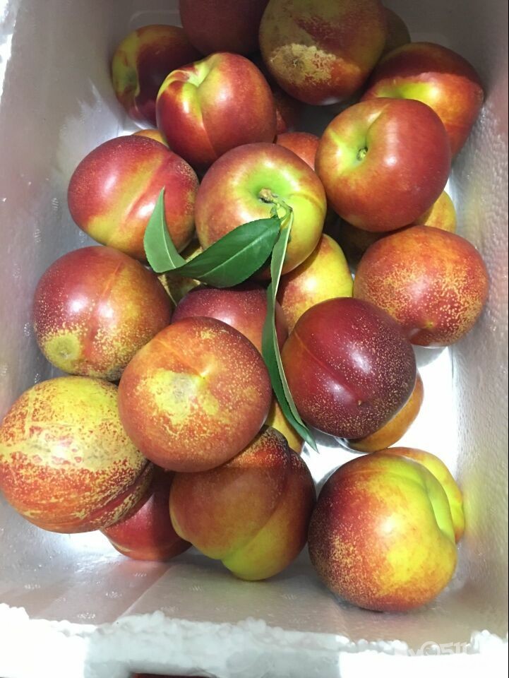 家乡水果——砀山梨,苹果上市 - 分类广告区 - 梦溪论坛 镇江,时事