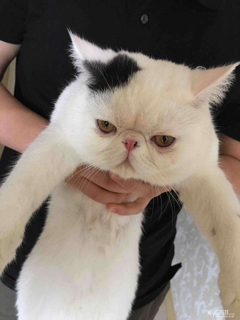 家有萌宠,塌鼻子大饼脸 咕噜～喵～ - 猫狗总动员 - 梦溪论坛 镇江