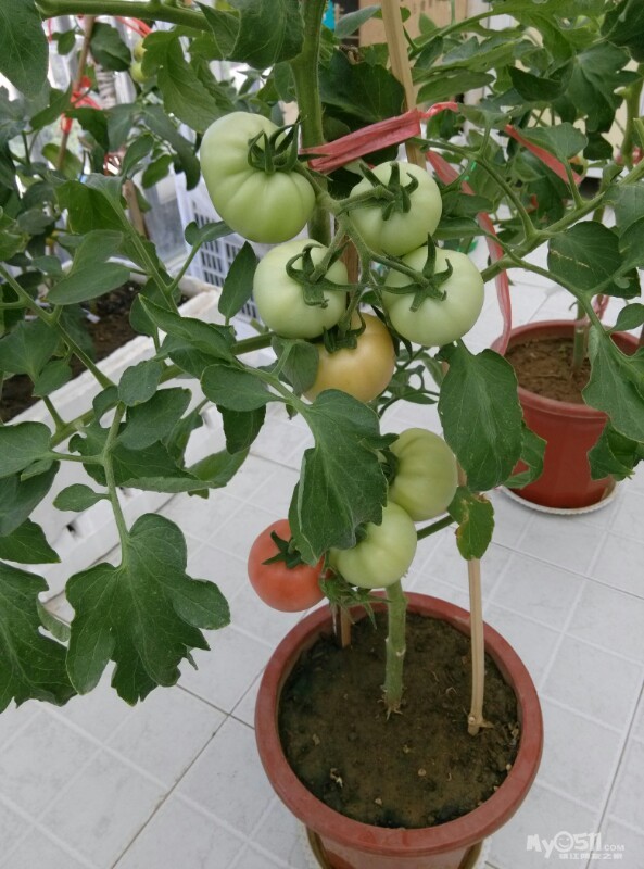 阳台花盆种植的西红柿迎来大丰收.