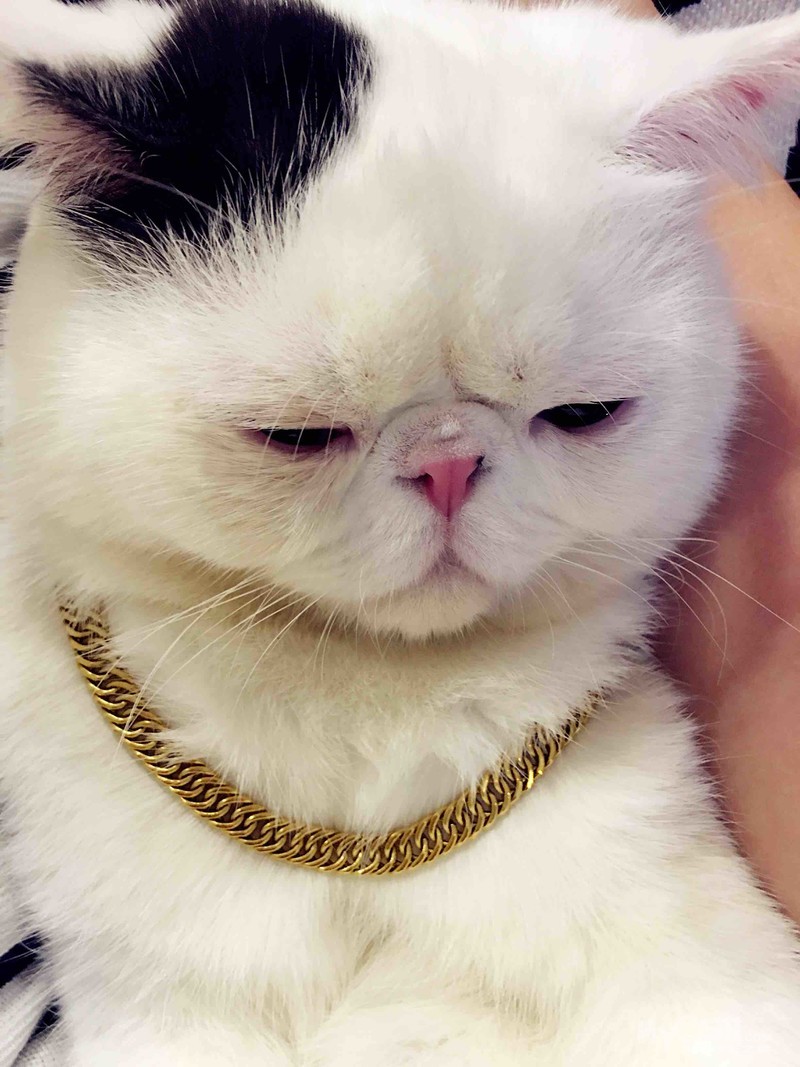 家有萌宠,塌鼻子大饼脸 咕噜～喵～ - 猫狗总动员 - 梦溪论坛 镇江