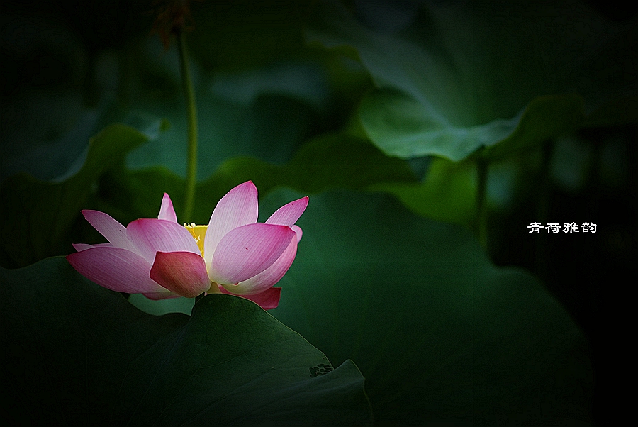 青荷雅韵——荷言荷语