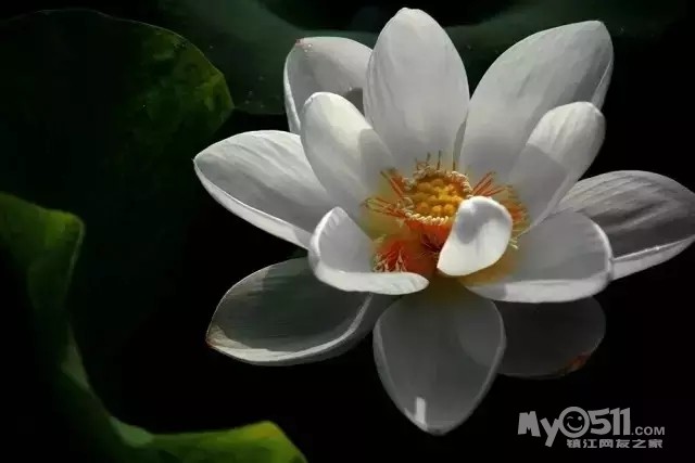 尤其是白色的荷花,干干净净地站在泥塘子里,在一片绿叶里显得