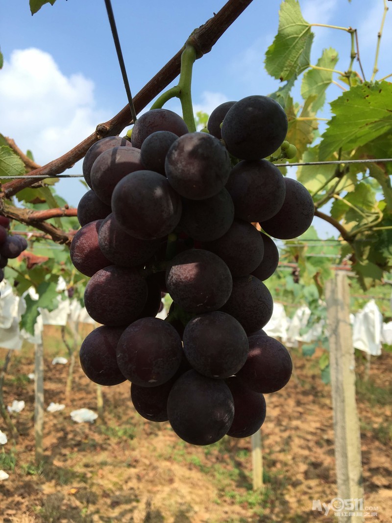 2016句容巨峰葡萄成熟了,热卖