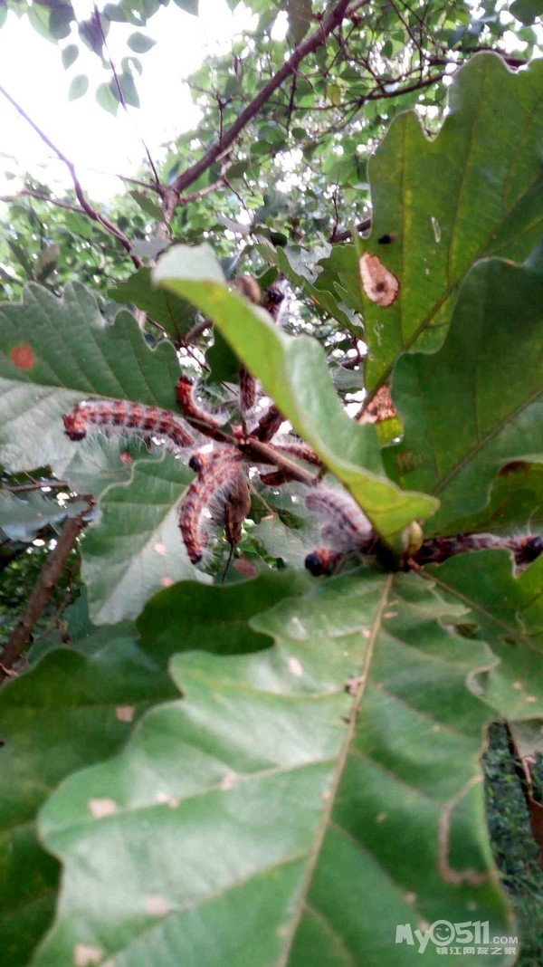 怎么会有这么多的毛毛虫在磨笄山的树上?