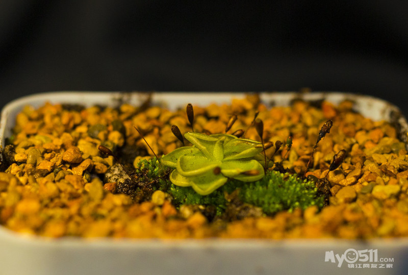 爱兰捕虫堇(状态不好,有点缺光)