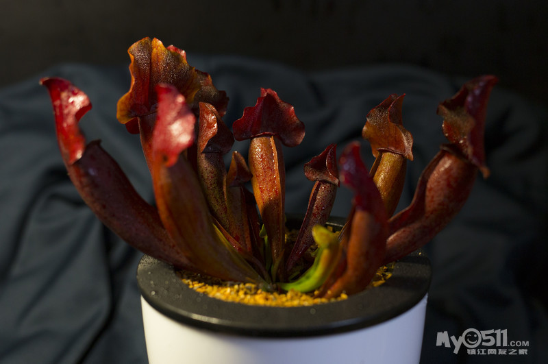 查尔逊瓶子草(红红的一大蓬.