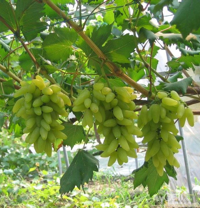 句容丁庄巨峰夏黑美人指青提阳光玫瑰葡萄出售,30箱免费送货上门,电话