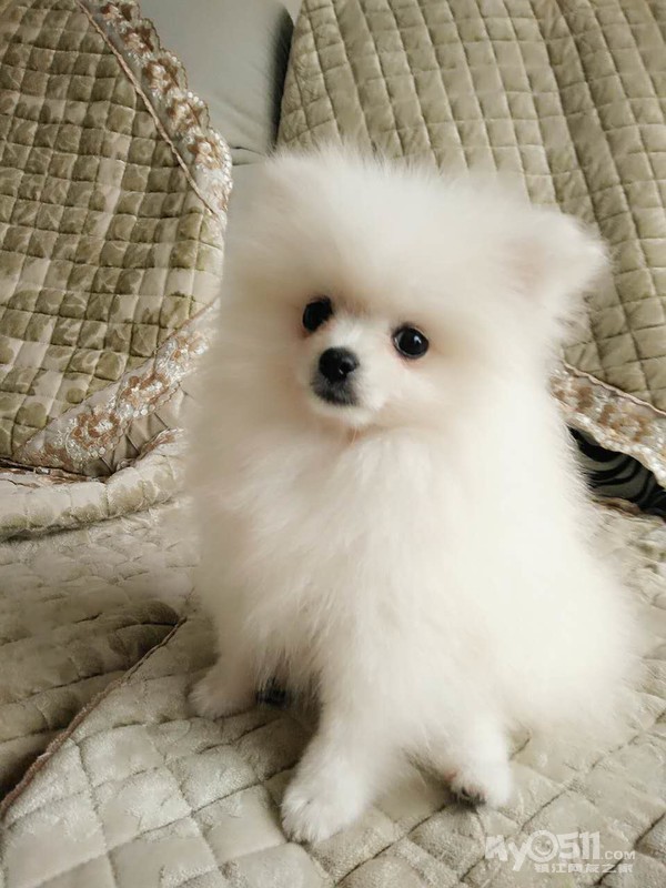 家养白色博美体型小巧可爱 - 宠物市场 - 猫狗总动员 梦溪论坛 镇江