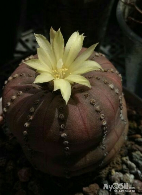 10年艳肌士童开花