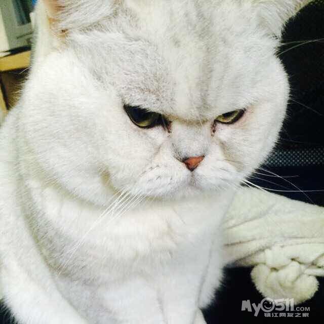 招铲屎官,朕族承英短血脉,冠军后代,现诚招铲屎官 - 宠物市场 - 猫狗