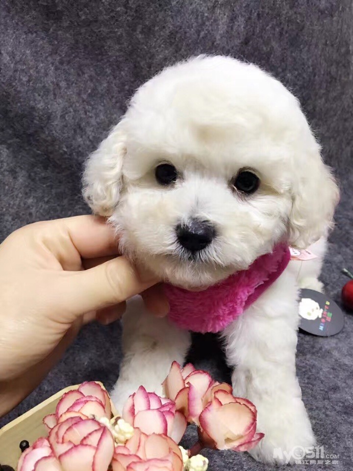 标题: 出售8月30号出生的白色茶杯泰迪 [广告推广]