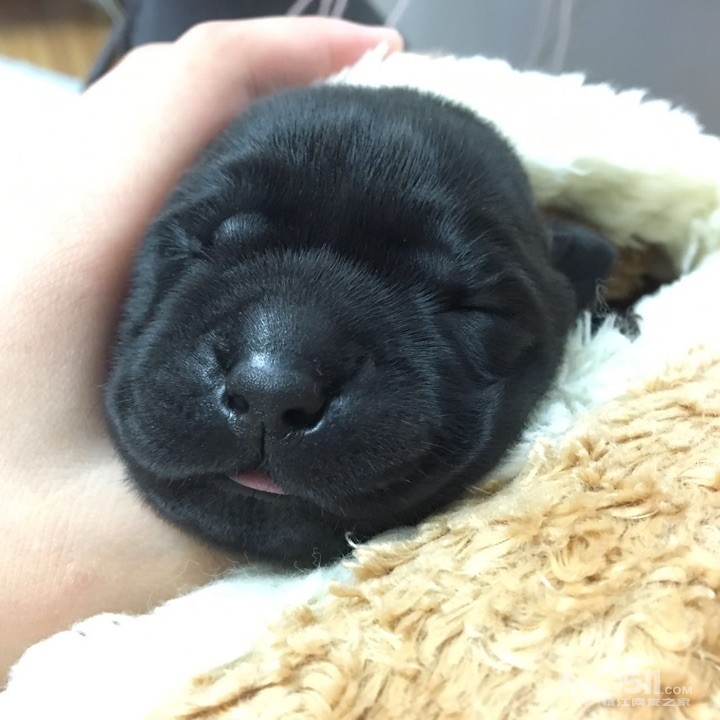 家养纯种刚出生小拉拉