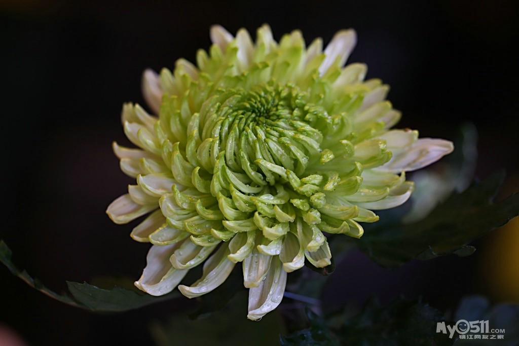 赏北固山甘露流芳尤学龙菊花精品展