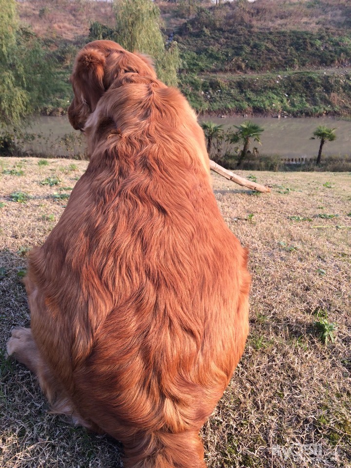 {镇江金毛犬俱乐部}镇江最大单一品种犬微信交流群