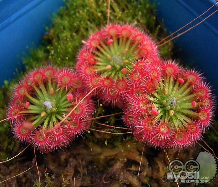 一元分享10颗月亮湖茅膏菜冬芽(不易保存,仅挂5天)