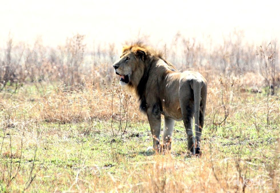 肯尼亞遊獵之旅:獅子與獵豹