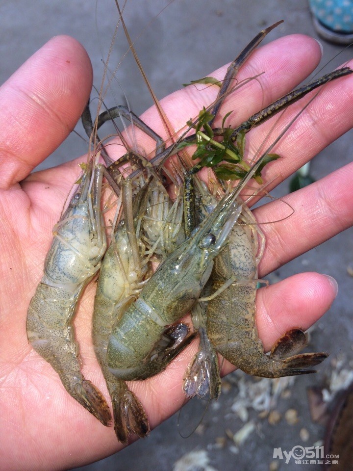 标题: 野生小草虾12一斤,野生大草虾65一斤,更有其他野生鱼类可预订