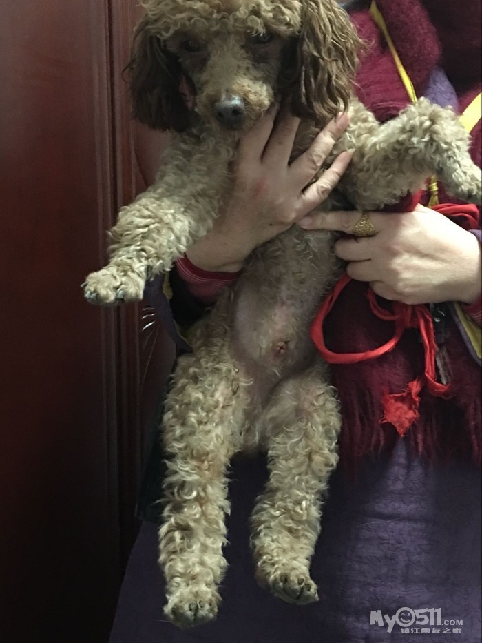 米山人家南门捡到一只泰迪,哪家走丢的快来领走呀