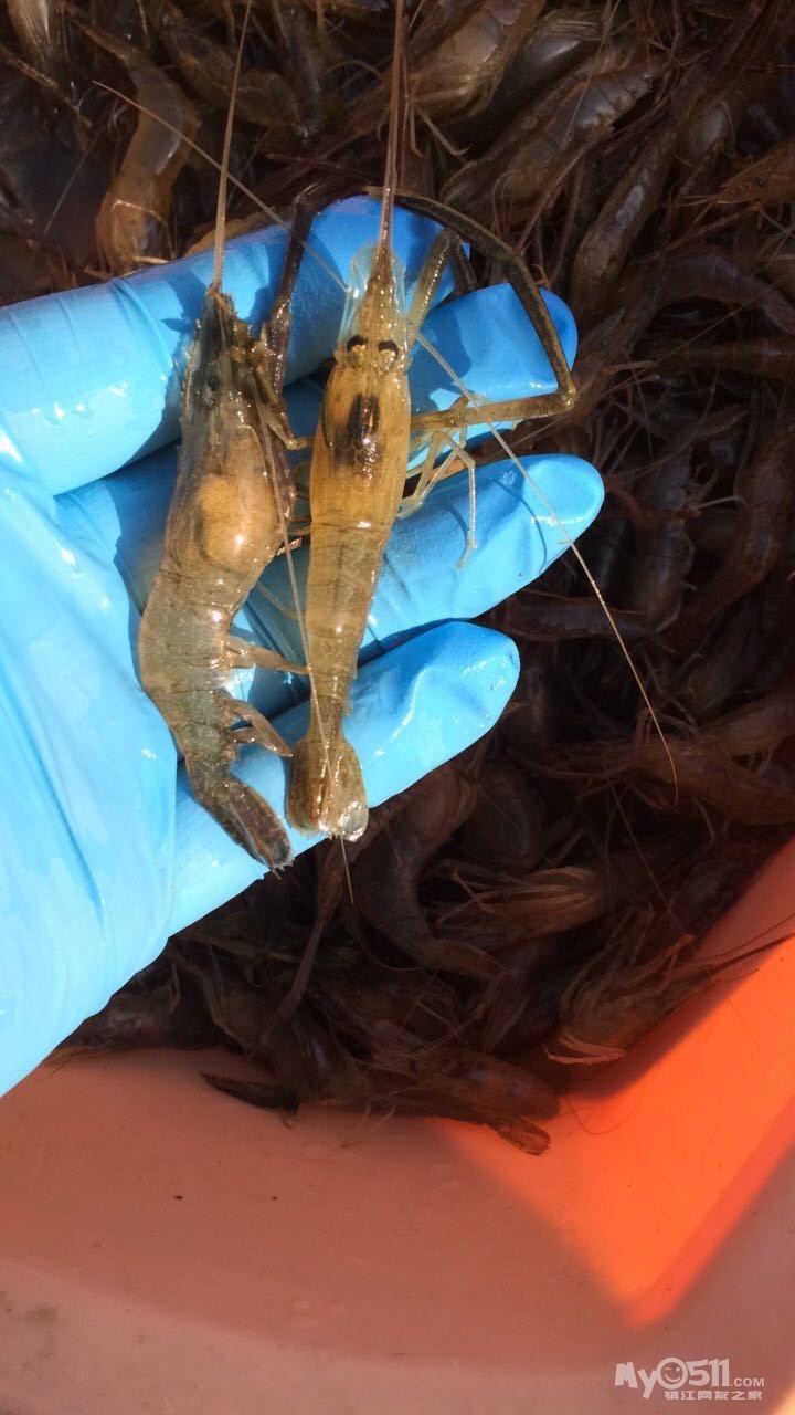 野生大草虾!特价3天60一斤,只有三天,每天限量20斤!